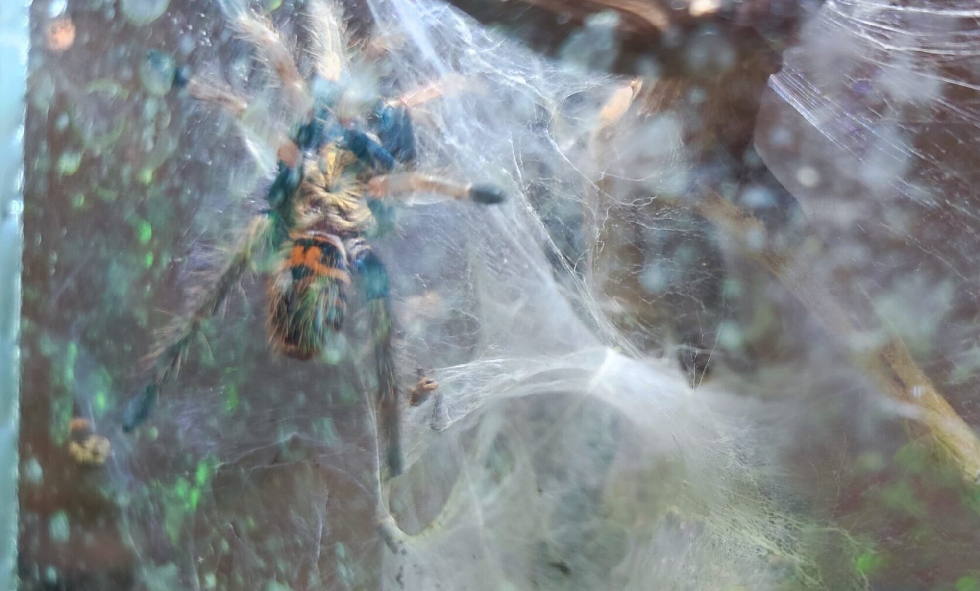 Sly Spider
